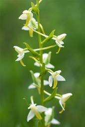 Védett orchidea a Dél-Börzsönyben: kétlevel&#369; sarkvirág.