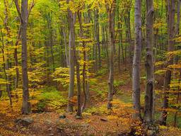 Ezüst erdő, arany október