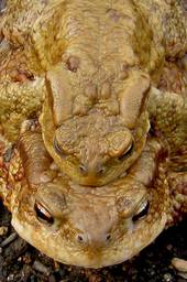 Barna varangy (Bufo bufo)