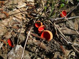 Piros csészegomba (Sarcoscypha coccinea)