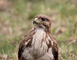 Egerészölyv (Buteo buteo)