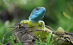 Zöld gyík (Lacerta viridis)