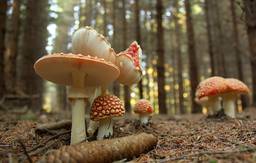 Légyöl&#337; galóca (Amanita muscaria)