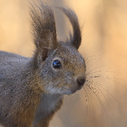 Portré, fiatal mókus