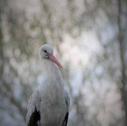 A szokolyai fehér gólya