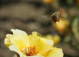 Méh landolás
